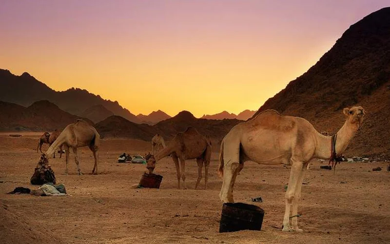 Super safari in Hurghada